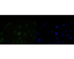 BAT3 Antibody in Immunocytochemistry (ICC/IF)