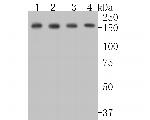 BAT3 Antibody in Western Blot (WB)