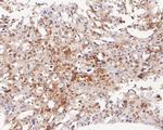 PEX19 Antibody in Immunohistochemistry (Paraffin) (IHC (P))