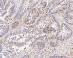 PEX19 Antibody in Immunohistochemistry (Paraffin) (IHC (P))