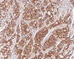 PEX19 Antibody in Immunohistochemistry (Paraffin) (IHC (P))