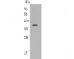 PEX19 Antibody in Western Blot (WB)