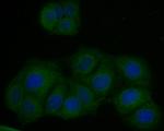 P4HB Antibody in Immunocytochemistry (ICC/IF)