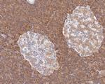 P4HB Antibody in Immunohistochemistry (Paraffin) (IHC (P))