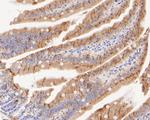 P4HB Antibody in Immunohistochemistry (Paraffin) (IHC (P))