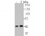 P4HB Antibody in Western Blot (WB)