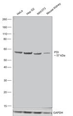 P4HB Antibody in Western Blot (WB)