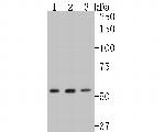 LMAN1 Antibody in Western Blot (WB)