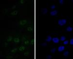 TEF1 Antibody in Immunocytochemistry (ICC/IF)