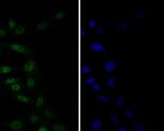 TEF1 Antibody in Immunocytochemistry (ICC/IF)