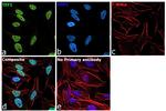 TEF1 Antibody in Immunocytochemistry (ICC/IF)