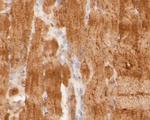 TEF1 Antibody in Immunohistochemistry (Paraffin) (IHC (P))