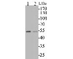 TEF1 Antibody in Western Blot (WB)