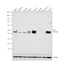 TEF1 Antibody in Western Blot (WB)