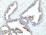 Prostein Antibody in Immunohistochemistry (Paraffin) (IHC (P))