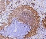 PAX5 Antibody in Immunohistochemistry (Paraffin) (IHC (P))