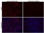 PAX5 Antibody in Immunohistochemistry (Paraffin) (IHC (P))