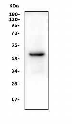 PAX5 Antibody in Western Blot (WB)