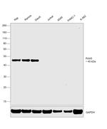 PAX5 Antibody in Western Blot (WB)