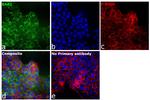 BAK1 Antibody in Immunocytochemistry (ICC/IF)