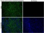 BAK1 Antibody in Immunohistochemistry (Paraffin) (IHC (P))