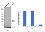 BAK1 Antibody