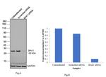 BAK1 Antibody in Western Blot (WB)