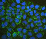 BAK1 Antibody in Immunocytochemistry (ICC/IF)