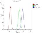 RPA70 Antibody in Flow Cytometry (Flow)