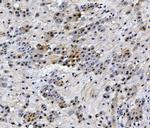 HMG4 Antibody in Immunohistochemistry (Paraffin) (IHC (P))