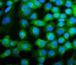 COPE Antibody in Immunocytochemistry (ICC/IF)