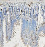 COPE Antibody in Immunohistochemistry (Paraffin) (IHC (P))