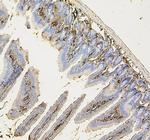 COPE Antibody in Immunohistochemistry (Paraffin) (IHC (P))