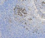 COPE Antibody in Immunohistochemistry (Paraffin) (IHC (P))