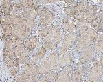 COPE Antibody in Immunohistochemistry (Paraffin) (IHC (P))