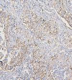 COPE Antibody in Immunohistochemistry (Paraffin) (IHC (P))