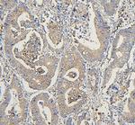 COPE Antibody in Immunohistochemistry (Paraffin) (IHC (P))