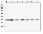 COPE Antibody in Western Blot (WB)