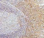 PPCS Antibody in Immunohistochemistry (Paraffin) (IHC (P))