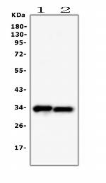 PPCS Antibody in Western Blot (WB)