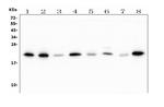 ATP5H Antibody in Western Blot (WB)