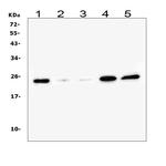 Ran Antibody in Western Blot (WB)