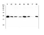 Ran Antibody in Western Blot (WB)