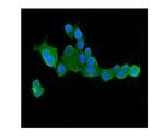 CLPX Antibody in Immunocytochemistry (ICC/IF)