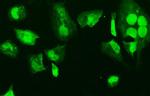 HMG4 Antibody in Immunocytochemistry (ICC/IF)