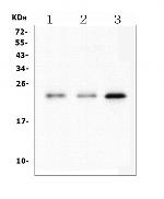 HMG4 Antibody in Western Blot (WB)