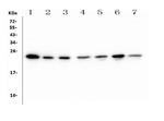 HMG4 Antibody in Western Blot (WB)