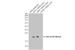 Ras (G12D Mutant) Antibody in Western Blot (WB)