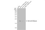 Ras (G12D Mutant) Antibody in Western Blot (WB)