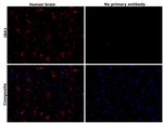 IBA1 Antibody in Immunohistochemistry (Paraffin) (IHC (P))